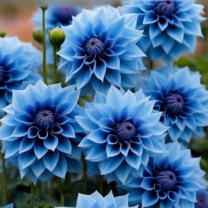 Георгин Вижапе купить по цене от 699р. в интернет-магазине «Посадика» с доставкой почтой в в Бирске и по всей России – [изображение №1].