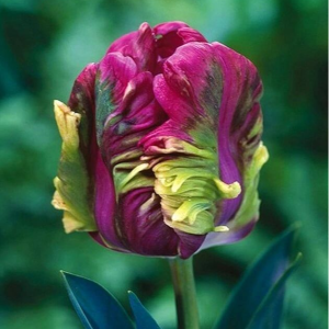 Тюльпан Экзотик Хэвен купить по цене от 186р. в интернет-магазине «Посадика» с доставкой почтой в в Бирске и по всей России – [изображение №1].