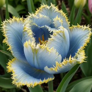 Тюльпан Махровый Амплуа купить по цене от 199р. в интернет-магазине «Посадика» с доставкой почтой в в Бирске и по всей России – [изображение №1].