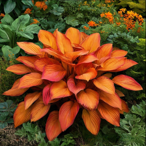 Хоста Солнечный Нектар купить по цене от 605р. в интернет-магазине «Посадика» с доставкой почтой в в Бирске и по всей России – [изображение №1].