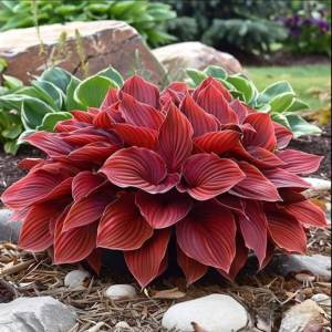 Хоста Малыш Шедевр купить по цене от 421р. в интернет-магазине «Посадика» с доставкой почтой в в Бирске и по всей России – [изображение №1].