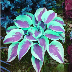 Хоста Висперин Бьюти купить по цене от 379р. в интернет-магазине «Посадика» с доставкой почтой в в Бирске и по всей России – [изображение №1].