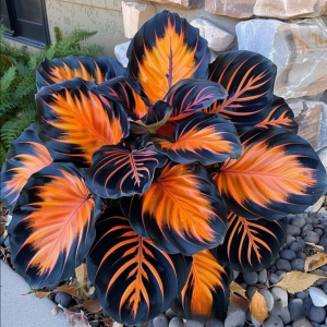 Хоста Сикрет Форест купить по цене от 601р. в интернет-магазине «Посадика» с доставкой почтой в в Бирске и по всей России – [изображение №1].