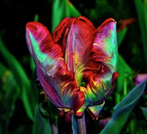 Тюльпан Эирпрайз купить по цене от 270р. в интернет-магазине «Посадика» с доставкой почтой в в Бирске и по всей России – [изображение №1].