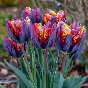 Тюльпан Опал Дрим купить по цене от 207р. в интернет-магазине «Посадика» с доставкой почтой в в Бирске и по всей России – [изображение №1].